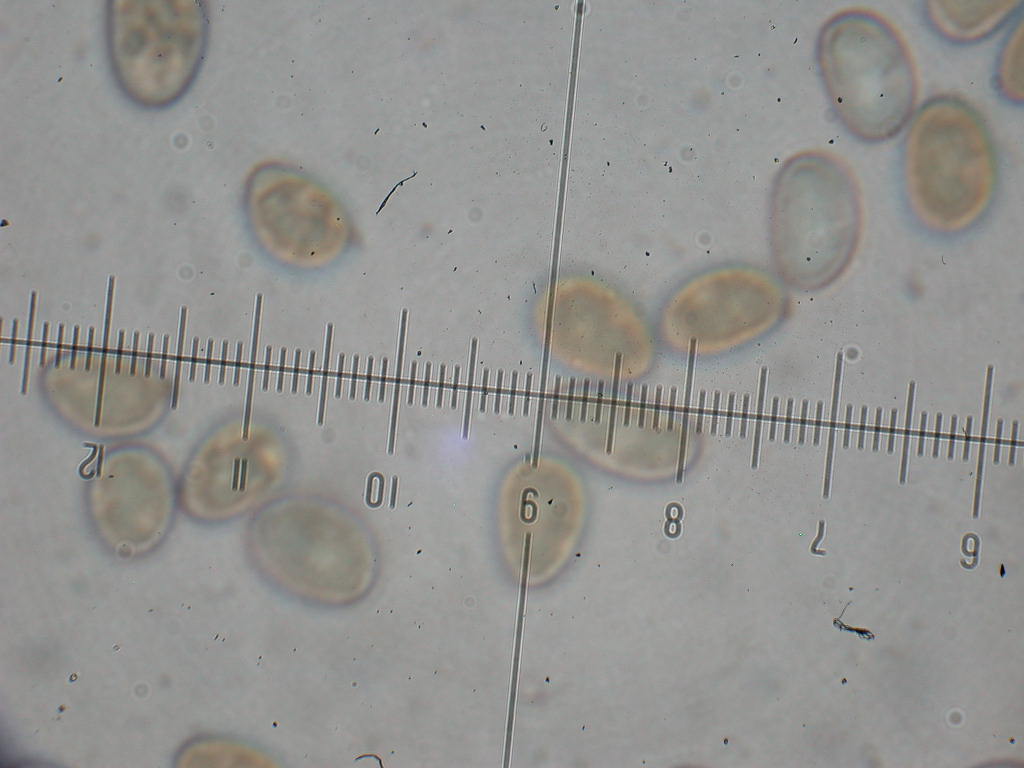 Inocybe .... dulcamara !!!